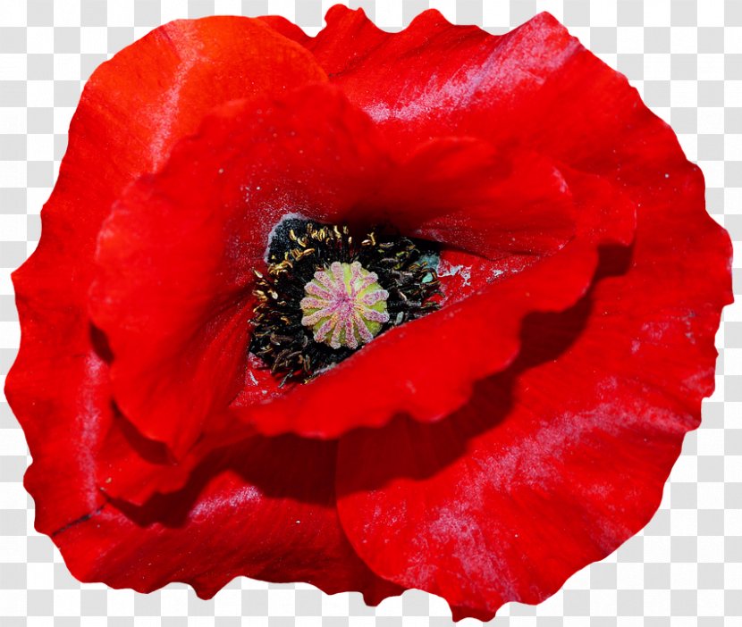 Remembrance Poppy Armistice Day Common The Royal British Legion - Red Transparent PNG