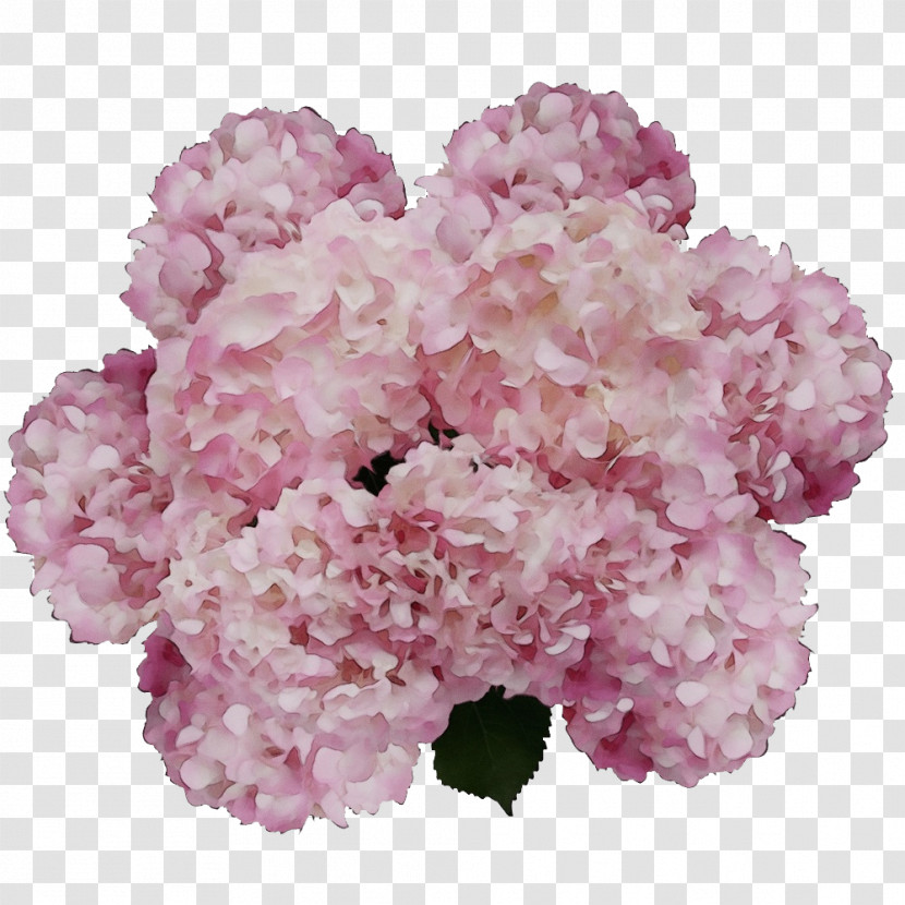 Hydrangea Cut Flowers Herbaceous Plant Shrub Petal Transparent PNG