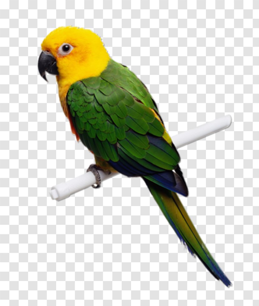 Parrot Lovebird Budgerigar Parakeet - Yellownaped Amazon Transparent PNG