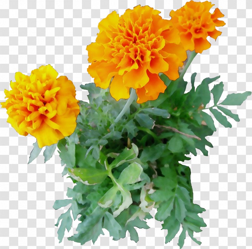 Flower Flowering Plant Tagetes English Marigold Patula - Annual Calendula Transparent PNG