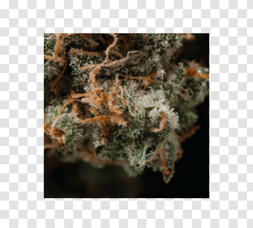 Hemp Family Cannabis - Topical Flower Transparent PNG