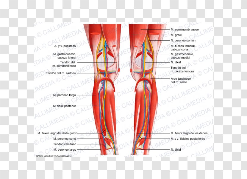 Knee Muscle Muscular System Fibula Crus - Flower - Cartoon Transparent PNG