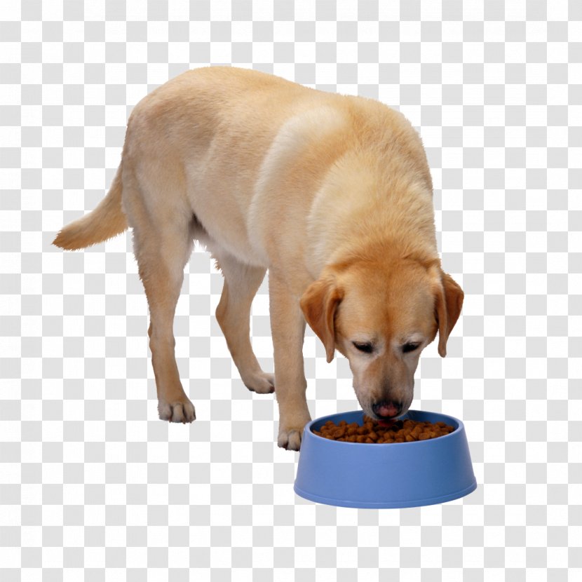 Shih Tzu Cat Food Puppy Horse Transparent PNG