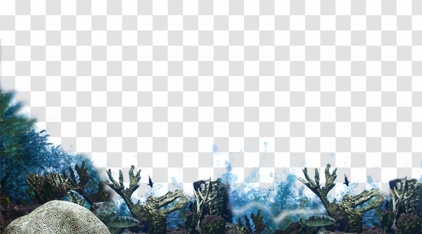 Wallpaper - Sky - Coral Transparent PNG