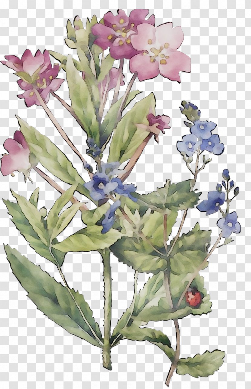 Common Sage Lavender Herbaceous Plant Stem Subshrub - Flowering - Flower Transparent PNG