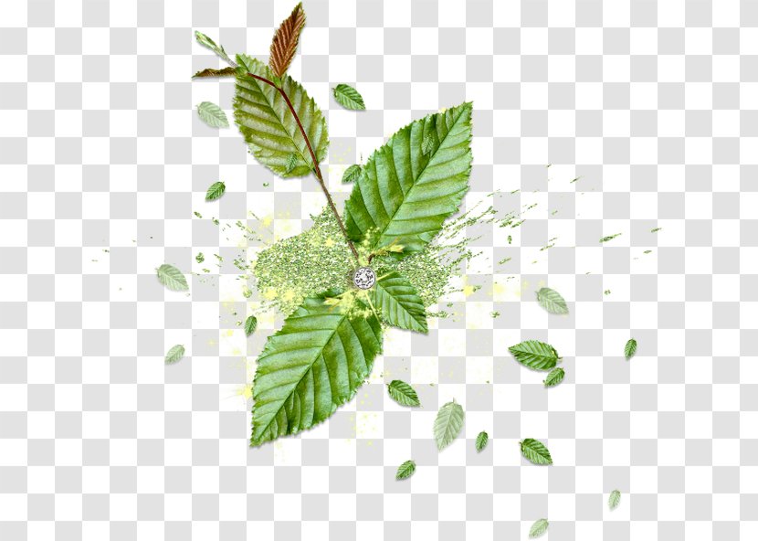 Leaf Flower U6d17u8138 - Blog - Mint Leaves Transparent PNG