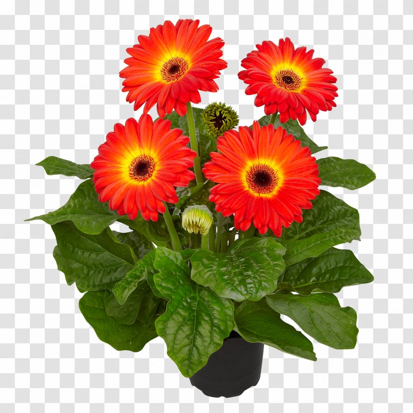 Cut Flowers Floral Design Floristry Transvaal Daisy - Plant - Fireball Transparent PNG
