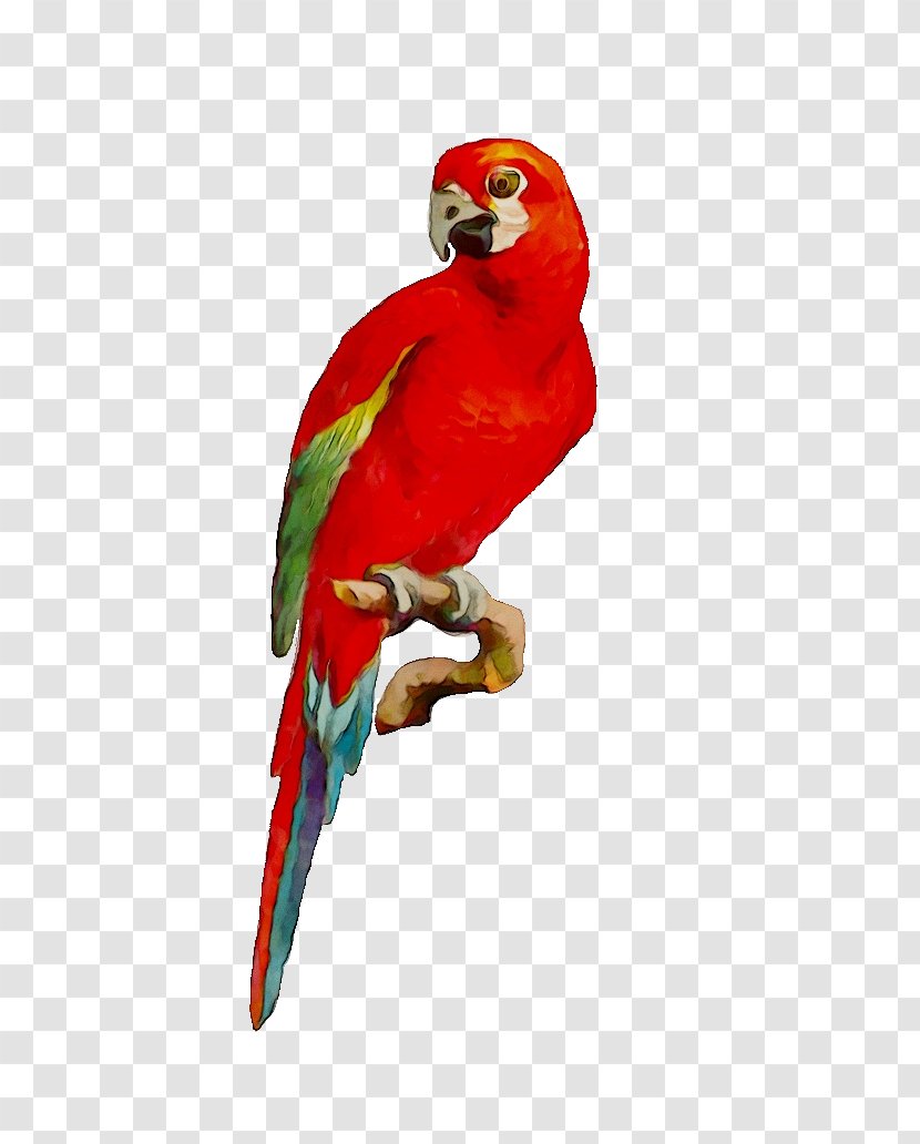 Bird Macaw Image Parakeet Loriini - Budgie - Animal Transparent PNG