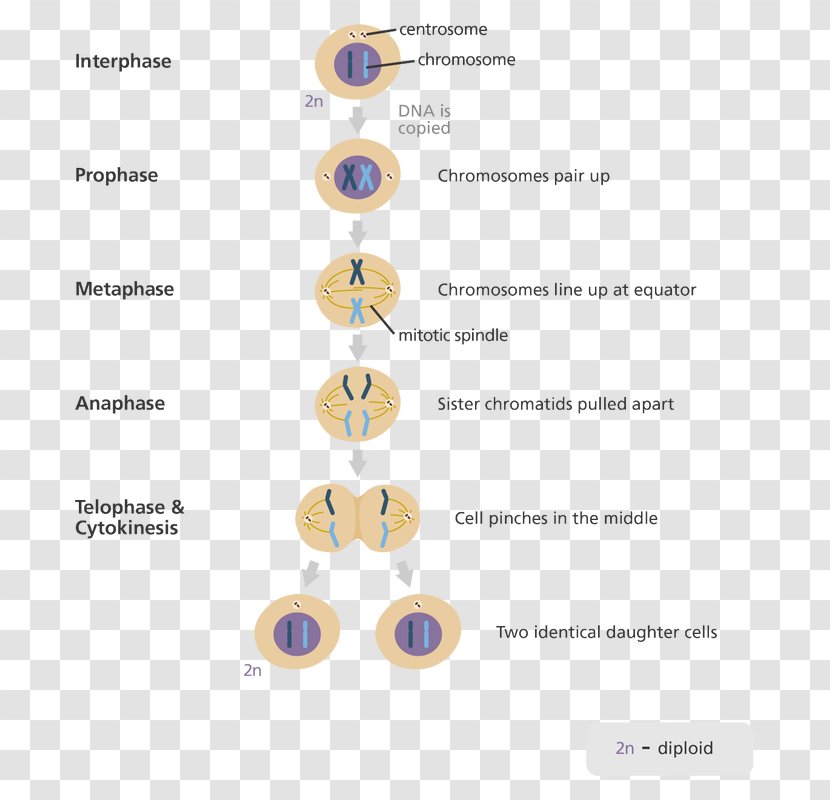 Mitosis And Meiosis Cell Division - Dna - Human Chain Transparent PNG