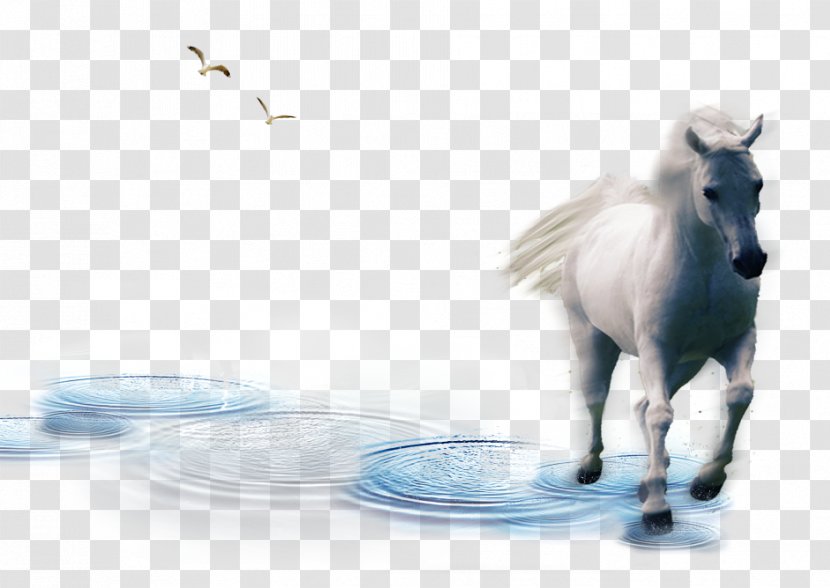 Mustang Download - Horse - Whitehorse Transparent PNG