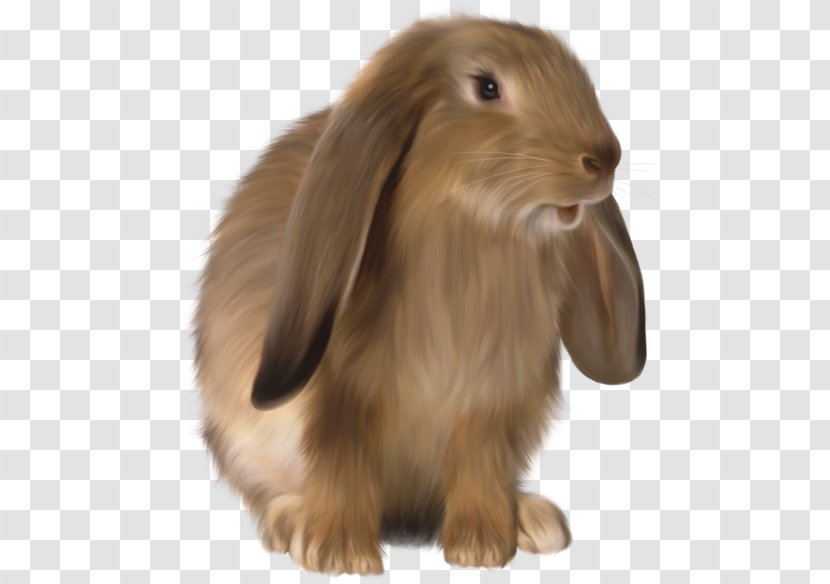 Domestic Rabbit Lop Rex Hare Holland - Stock Photography Transparent PNG