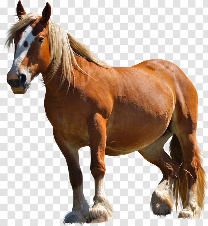Arabian Horse Pony American Miniature Clydesdale Rocky Mountain - Pack Animal - Bucking Transparent PNG