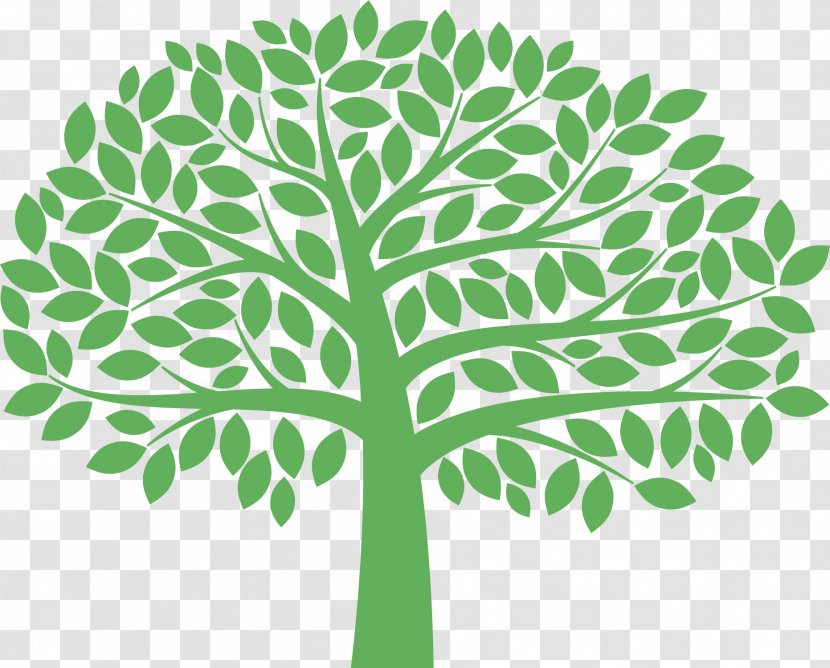 Green Leaf Tree Plant Woody - Stem Transparent PNG