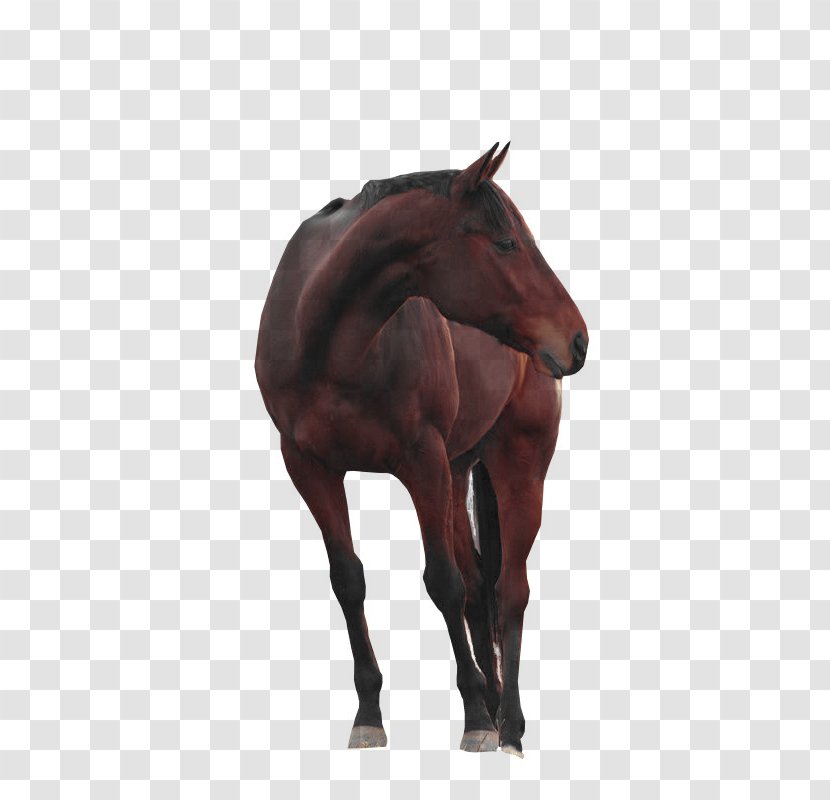 Mustang Andalusian Horse Shire Arabian American Paint - Drawing Transparent PNG
