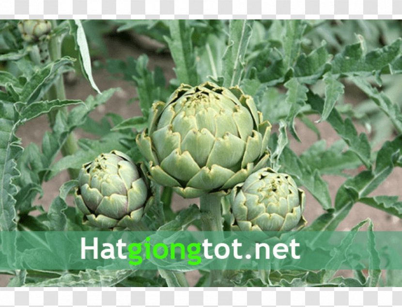 Jerusalem Artichoke Plant Bud Seed Transparent PNG