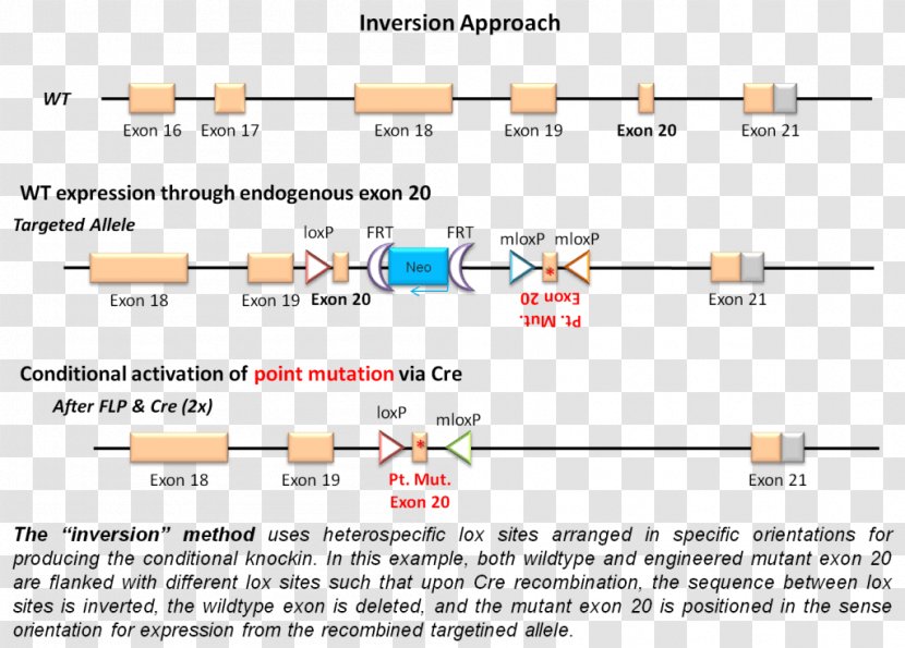 Document Line Angle Transparent PNG