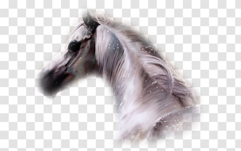 Horse Howrse Desktop Wallpaper Blog - Mane - Ali Transparent PNG
