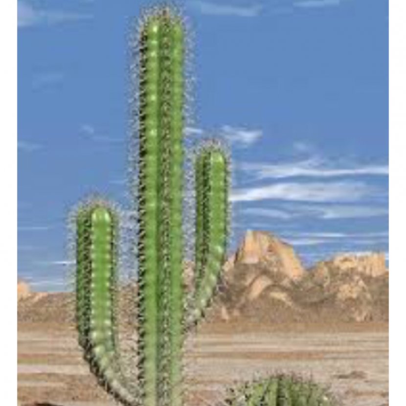 Sahara Cactaceae Desert Succulent Plant Ferocactus - Cactus Transparent PNG