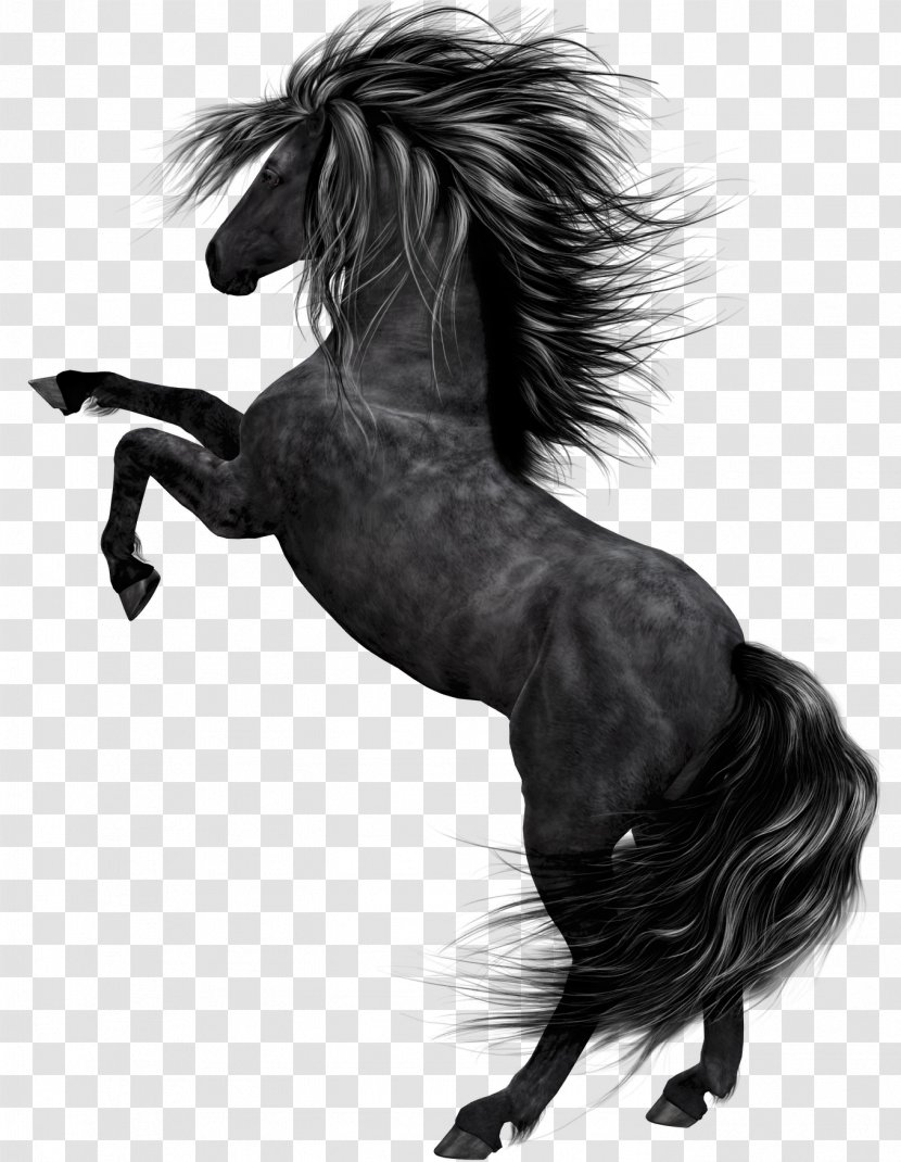 Horse Clip Art - Pony - Black Transparent PNG