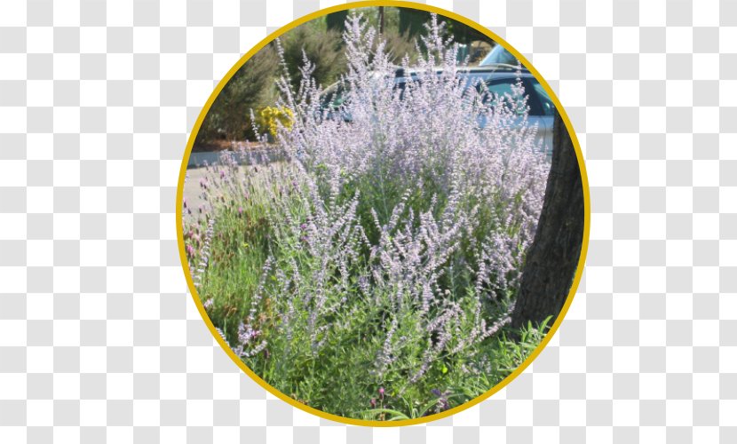 English Lavender French Plants Bee Subshrub - Russian Sage Transparent PNG