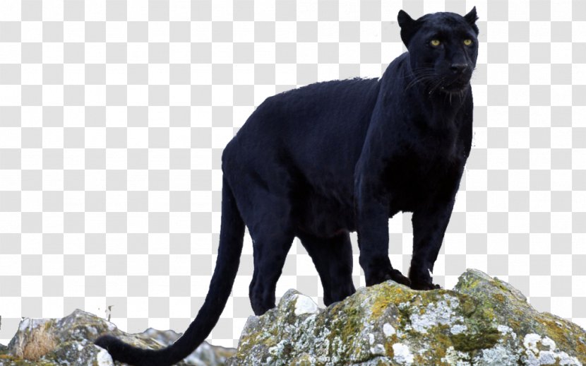 Black Panther Jaguar Leopard Cougar - Carnivoran Transparent PNG