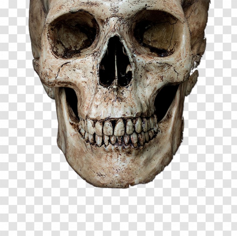 Skull Stock Photography Royalty-free Human Skeleton - Head Transparent PNG