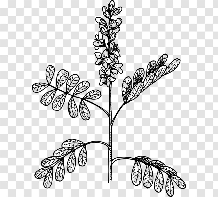 Visual Arts Plants Plant Stem - Leaf - Cassia Senna Transparent PNG