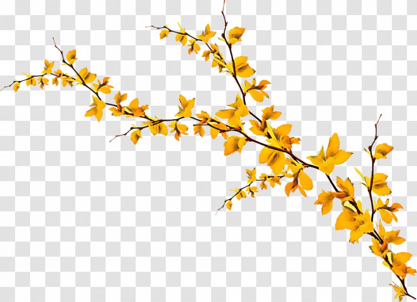 Branch Twig Yellow Plant Flower - Goldenrod Stem Transparent PNG