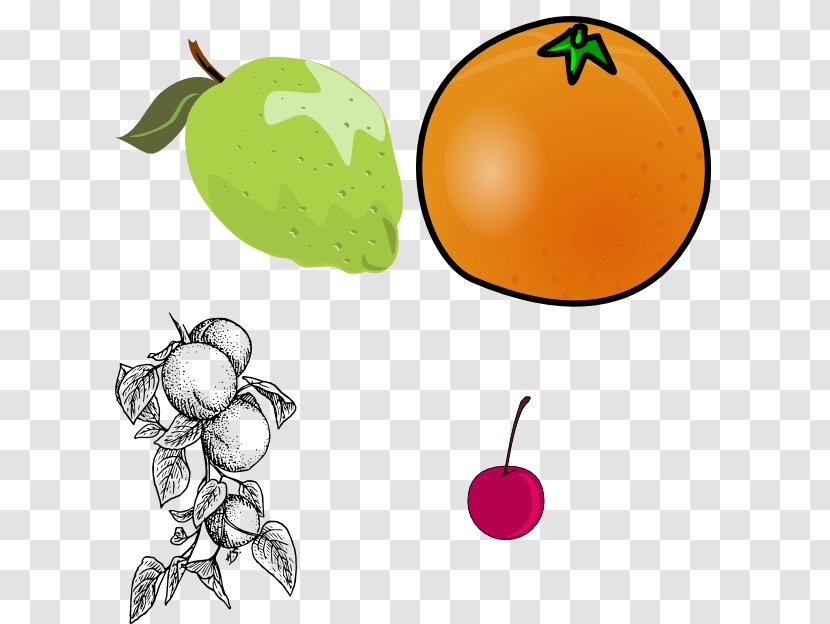 Apricot Download Clip Art - Leaf Transparent PNG