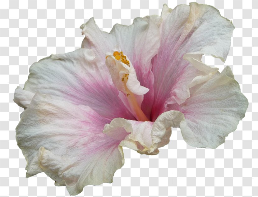 Hibiscus Clip Art - Digital Image - Mallow Family Transparent PNG