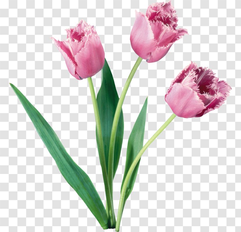 Tulips In A Vase Flower Rose Clip Art - Photography - Tulip Transparent PNG