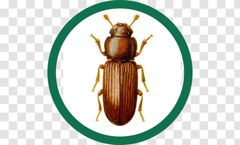 Red Flour Beetle Confused Pest Control - Invertebrate - Besouro Transparent PNG