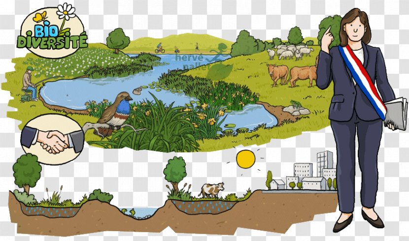 Drawing Wetland Illustration Natural Environment Water Resources - Cartoon - Text Transparent PNG