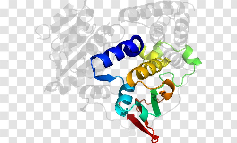 Line Clip Art - Artwork - 1deoxydxylulose 5phosphate Transparent PNG