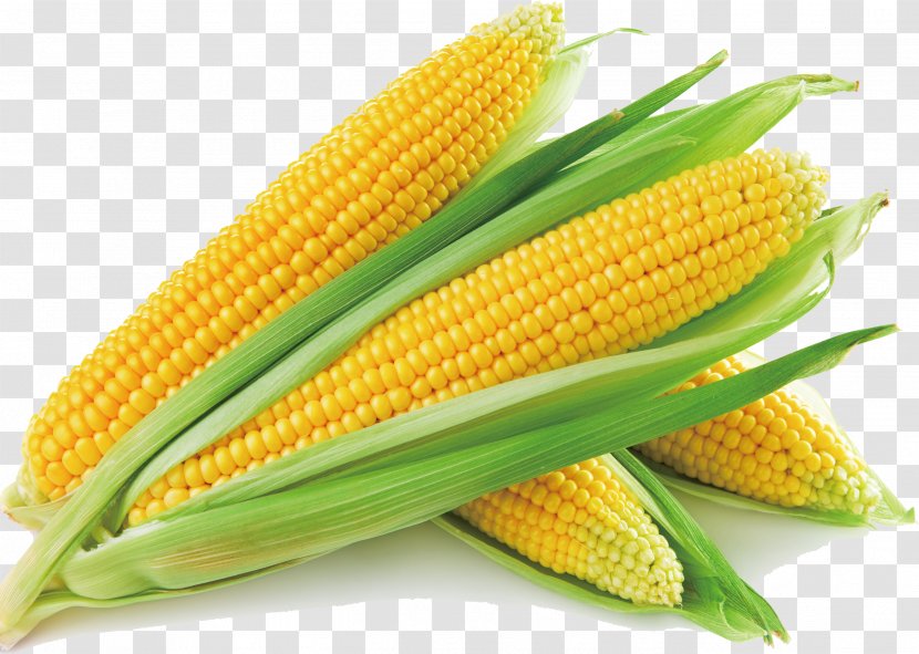 Sweet Corn On The Cob Soup Maize Vegetable - Eating Transparent PNG