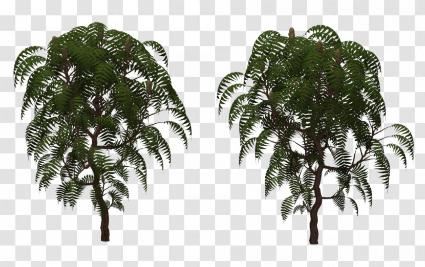 Rhus Typhina Shrub Tree Alnus Rubra - Evergreen - Respect The Old Transparent PNG