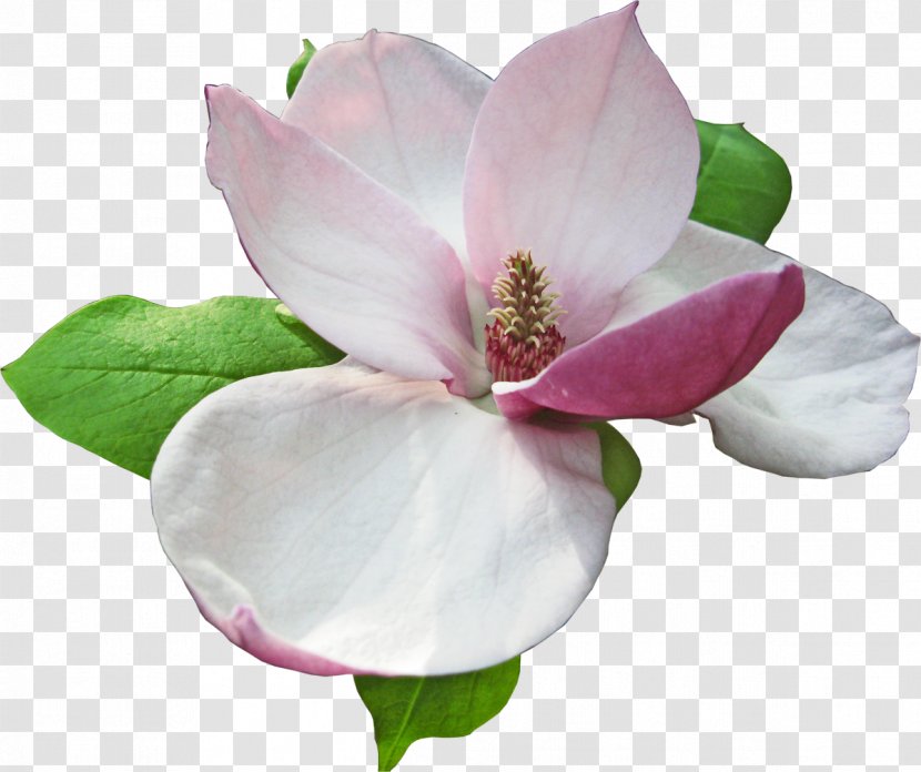 Magnoliaceae Flower RAR - Cut Flowers - Lotus Transparent PNG