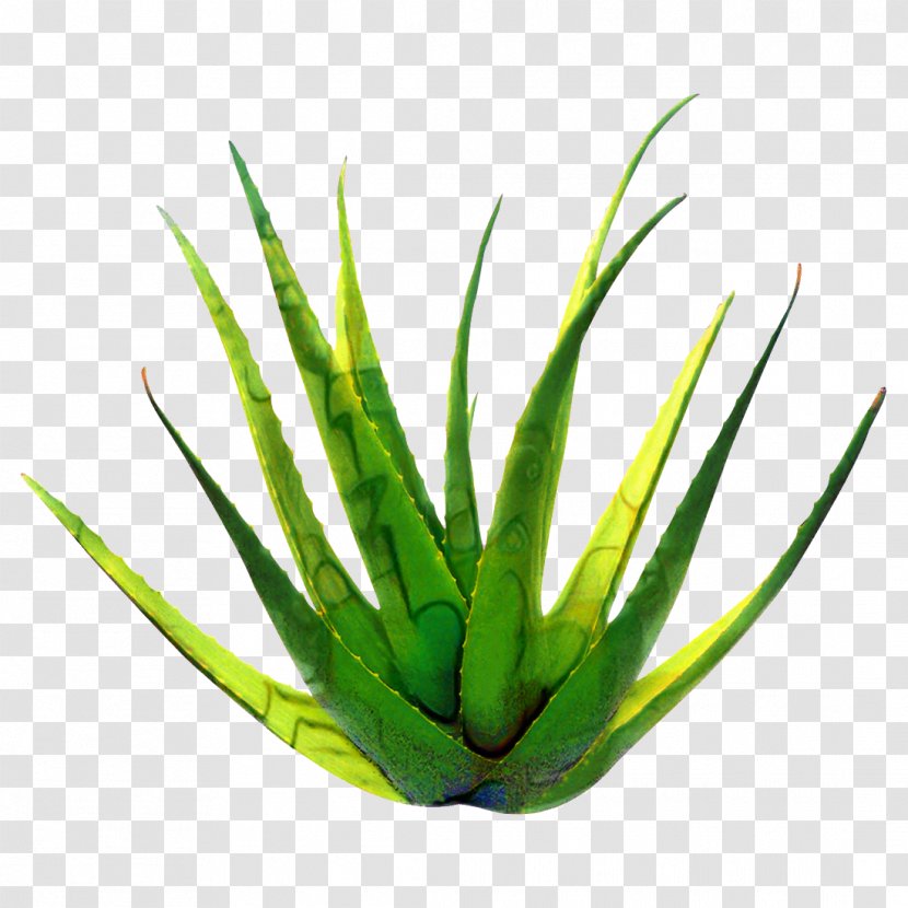 Aloe Vera Leaf - Houseplant - Perennial Plant Yucca Transparent PNG