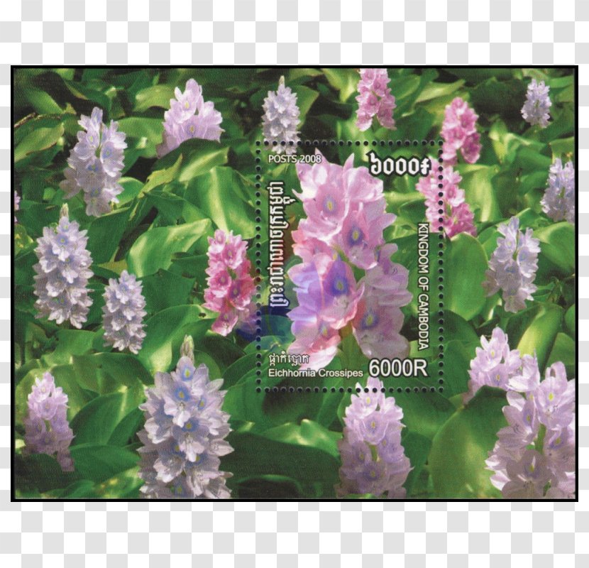 Postage Stamps Poppy Lavender Herbaceous Plant Hyssopus - Lilac - Alternanthera Reineckii Transparent PNG