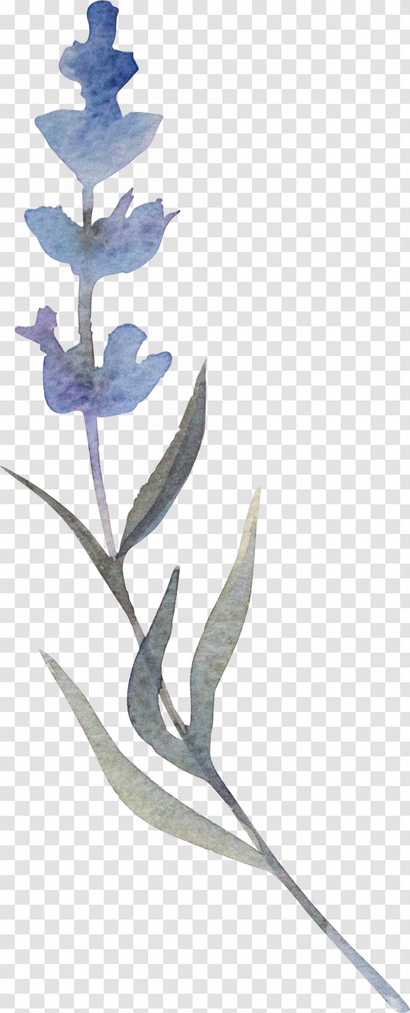 Watercolor Painting Flower Illustration - Aesthetics - Hand-painted Plants Transparent PNG