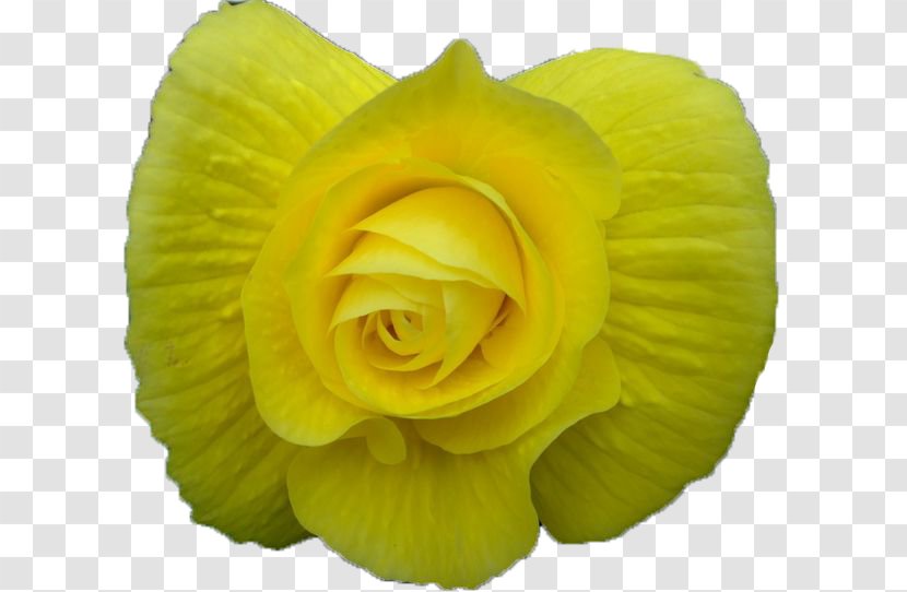 Garden Roses Flower Bouquet Animation GIF Transparent PNG