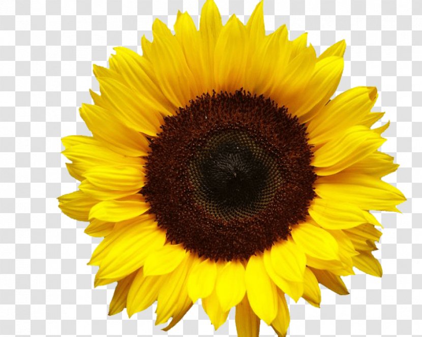 Clip Art Common Sunflower Image Transparency - Pollen Transparent PNG