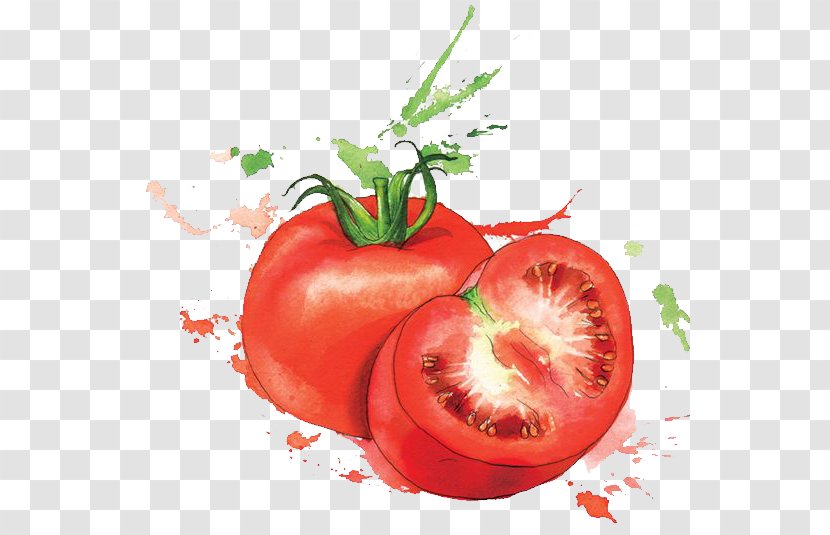Watercolor Painting Food Art Illustration - Illustrator - Tomato Transparent PNG