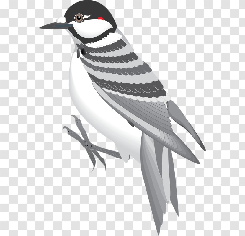 Bird Eurasian Tree Sparrow - Grey Transparent PNG