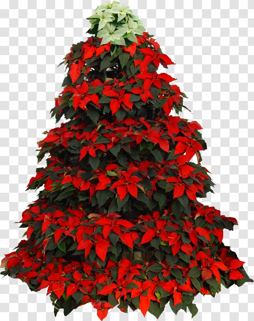 Christmas Tree - Decoration - Houseplant Spruce Transparent PNG