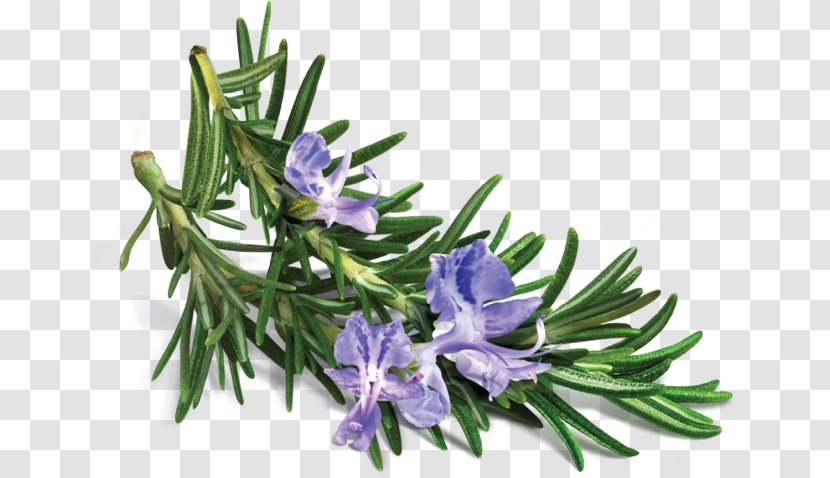 Rosemary Essential Oil Extract Herb - Plant Transparent PNG