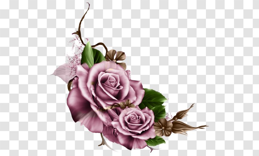 Garden Roses Picture Frames Floral Design Flower Clip Art - Rose Family Transparent PNG