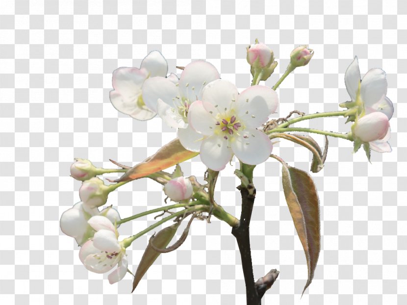 Floral Design Spring Cut Flowers Cherry Blossom - Petal - Branches Of Pear Transparent PNG