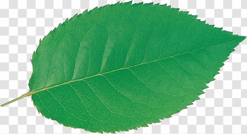 Plant Leaf - Green Transparent PNG