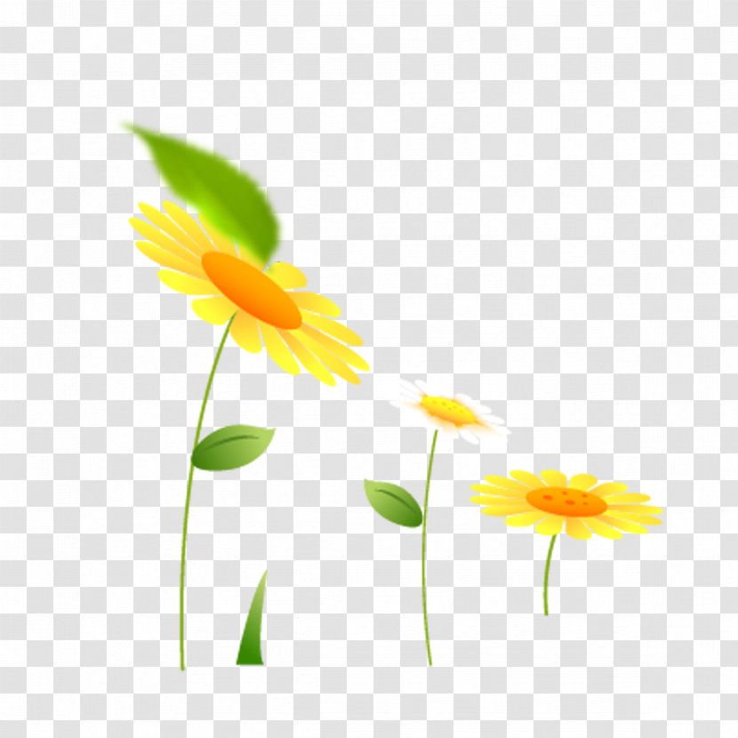 Common Sunflower Transparent PNG